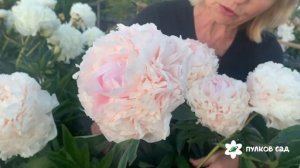 Solange peony. Соланж пион Пулков сад (2024 г)