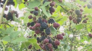 Выращивание ежевики в холодном климате. Опыт садовода