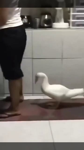 Посадка амфибии на воду. смотреть онлайн