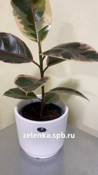 Фикус Эластика Белиз (диаметр горшка 14 см, высота раст?