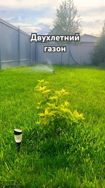 Газон своими руками