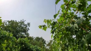 Виноград КРАСНОЩЕКИЙ  🤠