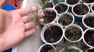 Желательно пересаживать  сеянцы кедрового стланика в