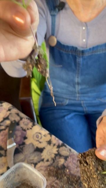 Не загубите рассаду при ПИКИРОВКИ рассада пикировка?