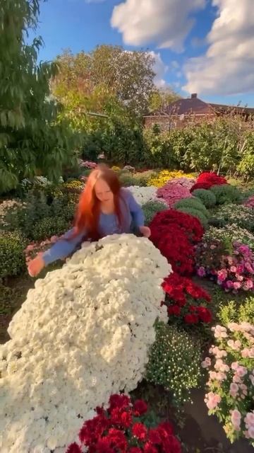 #растения #садоводничество #хризантема #огород #сорт #д смотреть онлайн