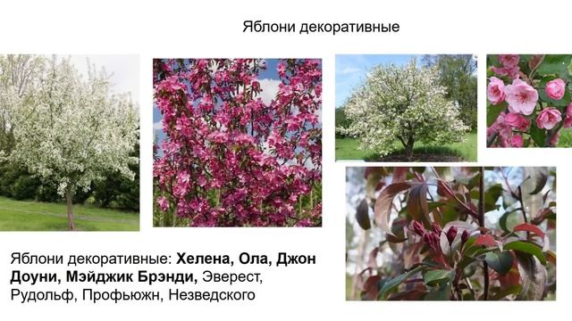 Как распределить деревья на участке. Делаю сад малого
