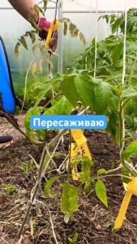 Дела на даче🏡 #тульскийфермер #дача #огород #блог #вло?