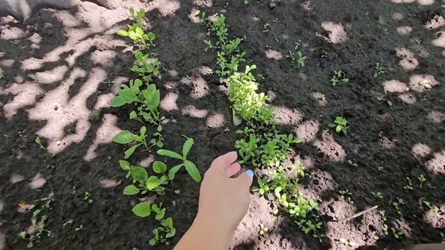 Цветы и зелень для букетов