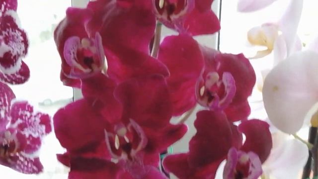 🌺Цветущие орхидеи в моём райском садике 🌸🌻продолжают радовать🌷🌼🌹(30.03.24) смотреть онлайн