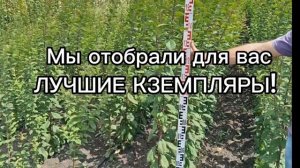 Миндаль. Лучшие сорта с высокой морозостойкостью