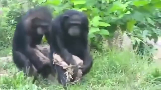 Зомби. Музыкальная серия  19. Кто верит в демократию кто в правду кто в свободу про телевидение