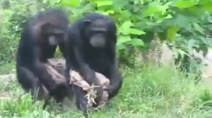 Зомби. Музыкальная серия № 19. Кто верит в демократию, кто в правду, кто в свободу (про телевидение