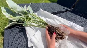 Питомник Франсена-Голландия. Заказ и распаковка экскл