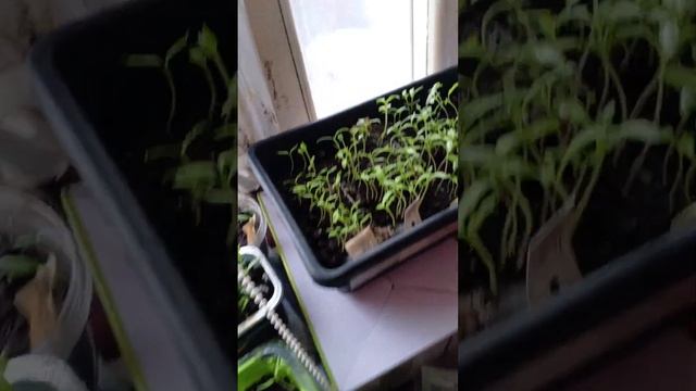 #огород #тожевкусно #cash #garden #вкуснопростоибюджетно #по