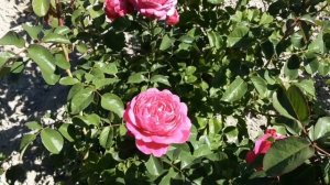 Салма Эс Сед- плетистая роза. Питомник Роз Полины Козл?