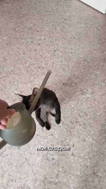 Доброе утро🫶 #блогер #моймир #доброеутро #новыйдень #п смотреть онлайн