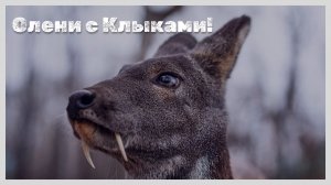 Клыкастые Олени: Монстры Лесов или Миф?