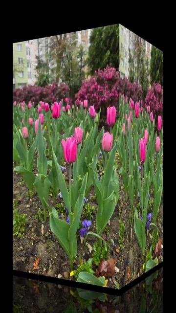 🌺🌺🌺 Новые тюльпаны‼️🌺🌺🌺 #красивыецветы #цветы