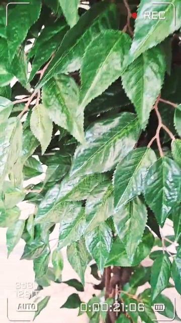 Искусственное дерево Черешня.#trees  #декордлядома #инте?