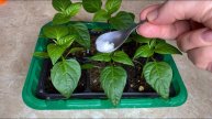 🌶️ ЧЕМ ПОДКОРМИТЬ РАССАДУ ПЕРЦА ДЛЯ МОЩНЫХ КОРНЕЙ! СЕКРЕТЫ УСПЕШНОГО ВЫРАЩИВАНИЯ 🌱