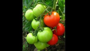 Томаты, которые не болеют фитофторой, прошаренные дач?