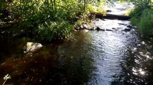 Тихая заводь. 😉