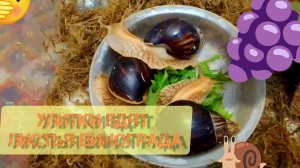 ✨🐌Улитки едят листья винограда 🐌😁