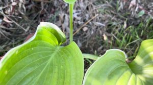Сад хост в Бийске. Хосты . Живая изгородь из дерена. Хос