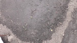 Всходы безрассадных помидоров появились через 10 дней