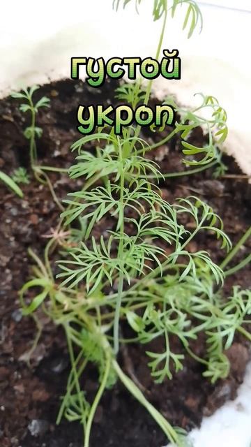 #garden #помидоры #plants #2024 #цветы #gardening #podpishis #природа #укро смотреть онлайн