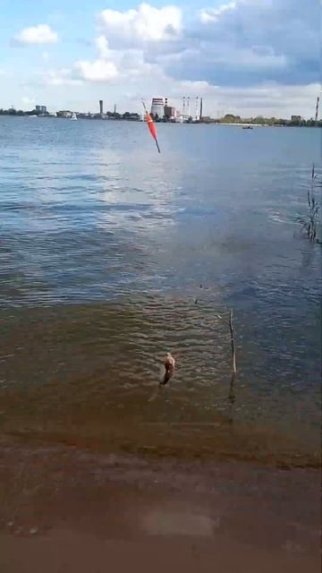 Рыбалка на пруду. Ижевск. #подлещик #на удочку. смотреть онлайн