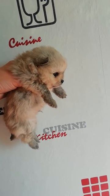 15 сентября 2018 г.