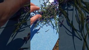 Как засушить лаванду и сделать ароматные букетики 🪻?