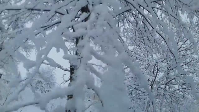 Зима 9.02. 2018 Буковина