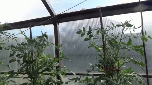 Эти помидоры поспели первыми. Томат Сибирский Бройлер смотреть онлайн