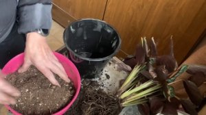 Уход и размножение Ктенанты делением куста. Пересадка