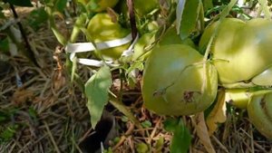 Томат Сердце Ашхабада