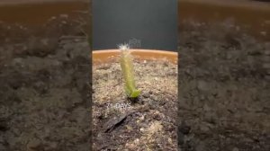 Как растут растения)