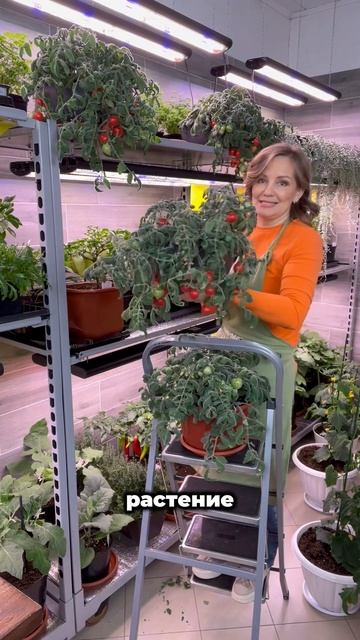 🍅 Томат вне сезона: Секрет круглогодичного урожая! #Sem
