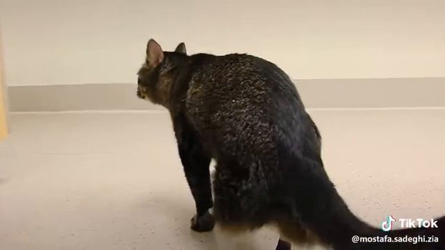 Бедная киса смотреть онлайн