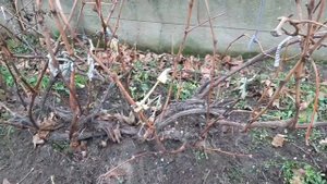 Обрезка винограда перед укрытием