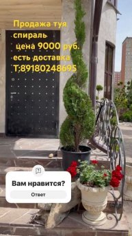 Продаю туи выстриженные в форм форму спирали  и двой?