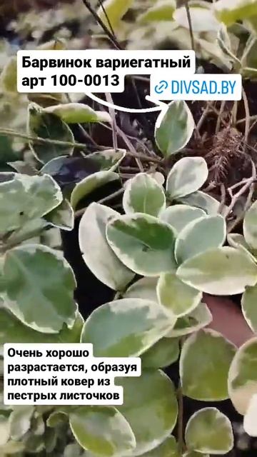Барвинок вариегатный в питомнике Дивный сад Заказ [+375(