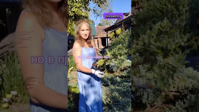 Делаем бонсай из можжевельника БЛЮ КАРПЕТ - из нашего ?