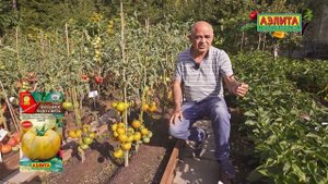 Томат ВОСЬМОЕ ЧУДО СВЕТА в ОТКРЫТОМ ГРУНТЕ