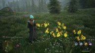 Hogwarts Legacy Flowers
