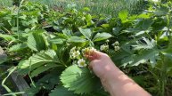 🍓🐞 ТОЛЬКО ЭТОТ СПОСОБ СПАСЁТ КЛУБНИКУ ОТ ДОЛГОНОСИКА! 🍓🐞