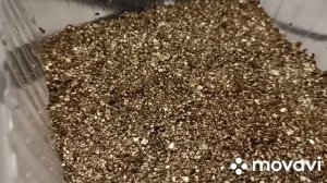 СЕЮ БОТАНИЧЕСКИЕ СЕМЕНА КАРТОФЕЛЯ СЫНОК НА РАССАДУ // ?