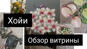 хойи в витрине