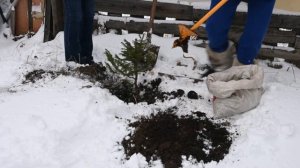 #12 Сажаем Ель в снег. Разве так можно?